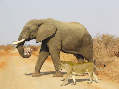 Chien Golden Retriever, Animals Friendship, Lion Cub, Elephant Love, An Elephant, African Animals, Animal Planet, Animal Photo, 귀여운 동물