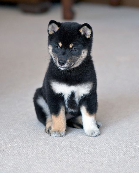 Black Shiba, Shiba Inu Puppies, Japanese Dog Breeds, Dogs Stuff, Japanese Dogs, Shiba Inu Puppy, Shiba Inu Dog, About Dogs, Shiba Inu