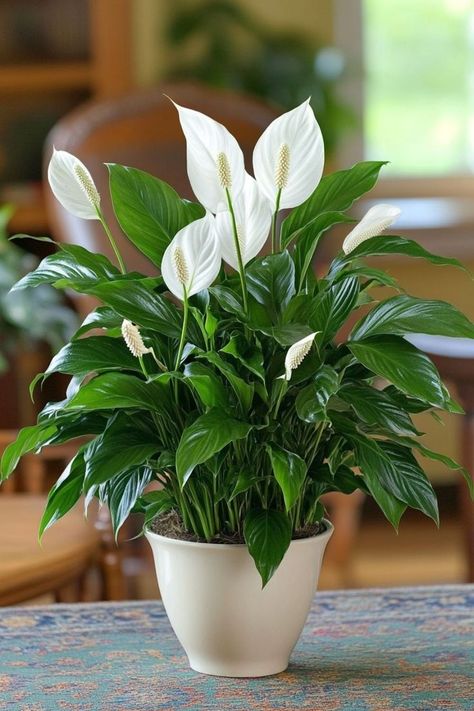 Peace Lily (Spathiphyllum) is a graceful and low-maintenance choice for any home! 🌿🏡 Known for its elegant white blooms and lush green leaves, this plant is a delightful blend of beauty and simplicity. Quick to thrive in low light and bursting with air-purifying benefits, Peace Lily is perfect for adding a touch of tranquility to your indoor space. 🌱✨ #PeaceLily #Spathiphyllum #IndoorPlants #EasyCare #AirPurifying #GreenHome #PlantLover Peace Lily Care Indoor, Letter Drawings, Peace Lily Care, Lily Plant Care, Plantas Interior, Beautiful White Flowers, Plant Vegetables, Peace Lily Plant, Houseplants Low Light