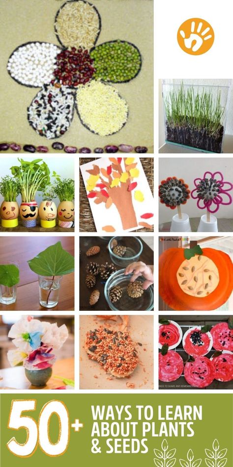 Seeds Activity Preschool, Growing Plants Preschool Activities, Science Experiments With Plants, Pre K Plants Activities, Seeds Activities For Preschool, How Plants Grow Preschool, Seed Art Preschool, Plant Experiments For Kids, Seed Activity For Kids