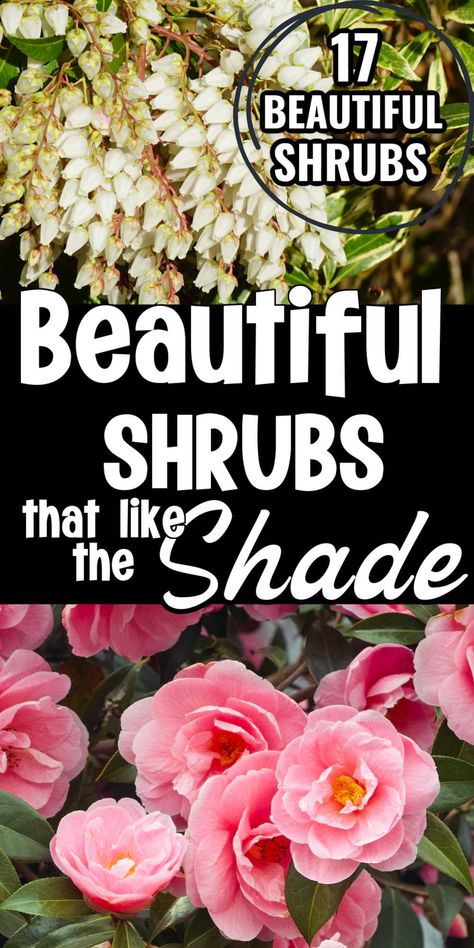 Great list of shrubs that are perfect for planting in the shade. No matter if you have deep shade, dappled or partial shade, you are sure to find the perfect shrub in this list. Great guide for beginning gardeners. Flowering Shade Shrubs, Partial Shade Shrubs, Bushes That Grow In The Shade, White Plants For Shade, Best Bushes For Shade, Shade Tolerant Shrubs, Shade Shrubs Landscaping, Shade Shrubs Perennial, Zone 7 Shade Perennials