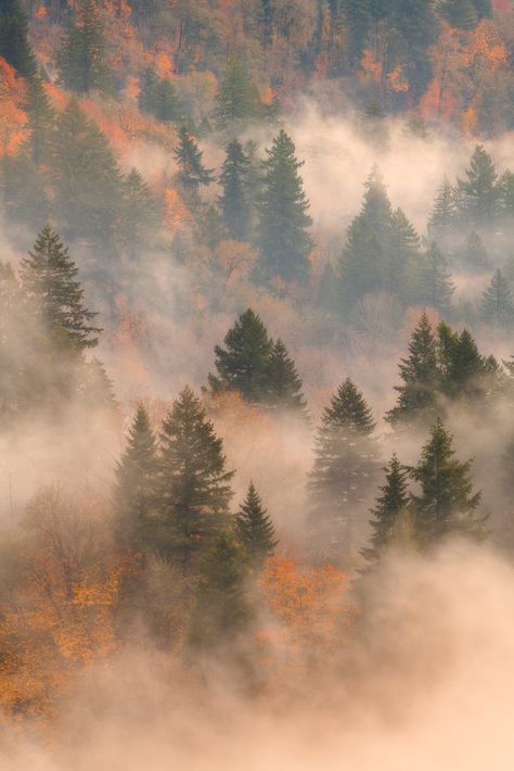 "Foggy Fall" by Daniel Gomez Even when the mountain is obscured by clouds at this viewpoint there's still something beautiful to see, especially in fall! Just as the sun began rising over the horizon it began to light the fog below giving it and the fall foliage a golden hue. #fstoppers Fall Moody Aesthetic, Fall In The Woods, Autumn Light Aesthetic, Gold Fall Aesthetic, Light Autumn Aesthetic Wallpaper, Moody Fall Background, English Autumn Aesthetic, Fall Weather Wallpaper, Light Fall Wallpaper