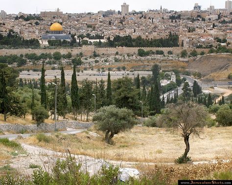 The Mount of Olives (also Mount Olivet, Hebrew: הר הזיתים, Har HaZeitim; Arabic: جبل الزيتون, الطور‎, Jebel ez-Zeitun, Jebel et-Tur, "Mount of the Summit") is a mountain ridge to the east of Jerusalem. It is named from the olive trees with which its sides are clothed. At the foot of the mountain is the Gardens of Gethsemane where Jesus stayed in Jerusalem, according to tradition. Four Seasons Miami, Garden Of Gethsemane, Terra Santa, Mount Of Olives, Bible History, Promised Land, Olive Trees, Gods Creation, Holy Land