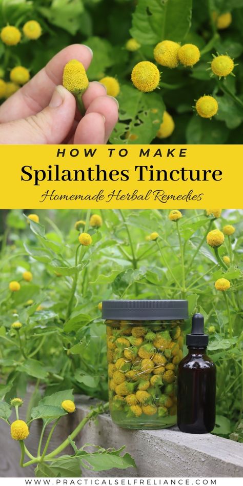 Spilanthes Tincture Toothache Plant Tincture, Spilanthes Tincture, Garden Grimoire, Lavender Tincture, Toothache Plant, Tincture Recipes, Herbal Knowledge, Plant Remedies, Medicine Recipes