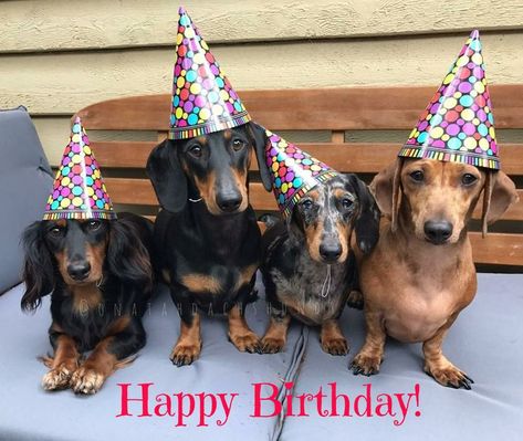 Happy Birthday! #Dogs Dog Birthday Wishes, Happy Birthday Dachshund, Dachshund Birthday, Happy Birthday Cat, Bday Wishes, Happy Birthday Dog, Dog Birthday Card, Wiener Dogs, Happy Birthday Wishes Cards