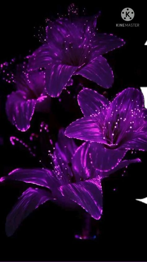 never give up | Free wallpaper backgrounds, Purple flowers wallpaper, Purple wallpaper Wallpaper Backgrounds Purple, Backgrounds Purple, Free Wallpaper Backgrounds, Purple Flowers Wallpaper, Wallpaper Purple, Flowers Wallpaper, Purple Wallpaper, Free Wallpaper, Dark Purple