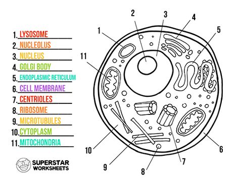 Free printable cell worksheets for coloring pages, label the cell, notebooking, science projects and more! Print our free science worksheets from SuperstarWorksheets! Animal Cell Worksheet, Animal Cell Diagram, Animal Cell Parts, Animal Cell Project, Superstar Worksheets, Free Science Worksheets, Cell Diagram, Science Cells, Cells Worksheet