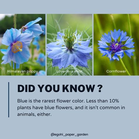 Did you know blue is the rarest flower color? There are over 300,000 different species of flowering plants in the world, yet less than 10% of them are blue. 💙💙💙 The Himalayan poppy (left picture) is the rarest blue plant in existence. Native to Tibet, this extraordinary flower thrives in the harshest of environments. #Blue #Flowers #BlueFlowers #FunFact #RareFlowers #Plants #PlantsLovers #Nature #NatureLover #BeautifulFlowers Himalayan Poppy, Paper Garden, Blue Plants, Rare Species, Blue Poppy, Rare Flowers, Flowering Plants, Flower Lover, Poppy Flower