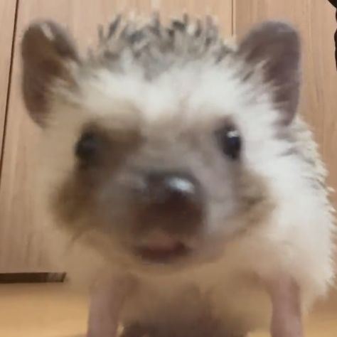 Choi Odi, Funny Hedgehog, Cute Hedgehog, Silly Animals, Really Funny Pictures, Kpop Wallpaper, Animals Friends, Spirit Animal, Fur Babies