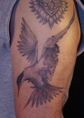 Adetatu: Arctic Tern Tern Tattoo, Tattoo Birds, Wildlife Tattoo, Study Painting, Arctic Tern, Birds Tattoo, Dreamcatcher Tattoo, I Tattoo, Tatting