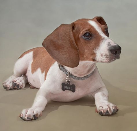 Dachshund Short Hair, Short Haired Dachshund, Piebald Dachshund, Dachshund Breed, Beautiful Dog Breeds, Dapple Dachshund, Wire Haired Dachshund, Miniature Dachshund, Purebred Dogs