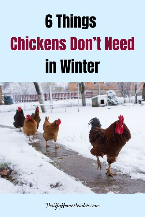 Chicken Coop Winter, Homestead Animals, Chickens In The Winter, Laying Chickens, Winter Care, Chicken Farming, Backyard Chicken Farming, Chicken Health, Raising Backyard Chickens