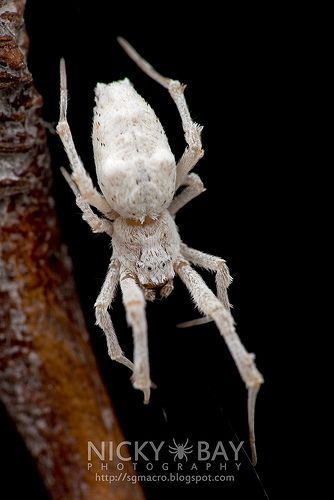 Feather-Legged Spider (Uloborus plumipes?) <3 Cool Spiders, Pretty Spiders, Unique Spiders, Spider Species, Get Rid Of Spiders, Spider Drawing, Pet Spider, Spider Crafts, Spider Legs