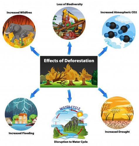 Chart showing effects of deforestation | Free Vector #Freepik #freevector #education #nature #cartoon #animal Posters On Deforestation, Afforestation And Deforestation Drawings, Stop Deforestation Poster, Deforestation Images, Deforestation Poster Drawing, Deforestation Drawing Ideas, Deforestation Poster Ideas, Deforestation Art, Deforestation Drawing