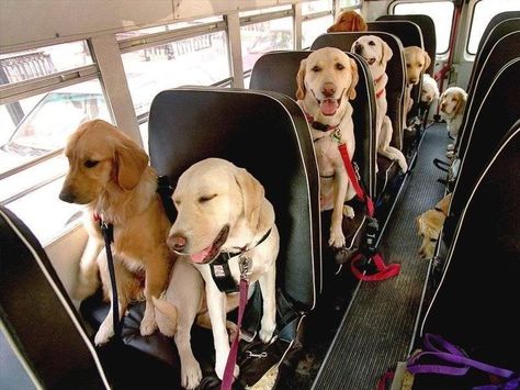 Doggies on the bus. Where in the world are they going??? Dog School, Dog Rules, Airedale Terrier, Two Dogs, The Bus, Golden Retrievers, The Dogs, Funny Animal Pictures, Dog Memes