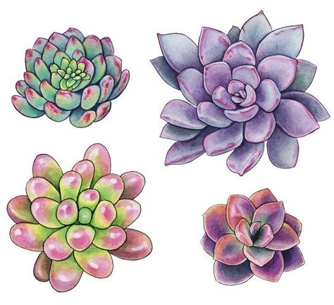 Succulents Illustration, Succulents Drawing, Cactus Painting, Stickers Vintage, Coloring Art, Cactus Art, Scrapbooking Stickers, Class Decoration, Flower Artwork