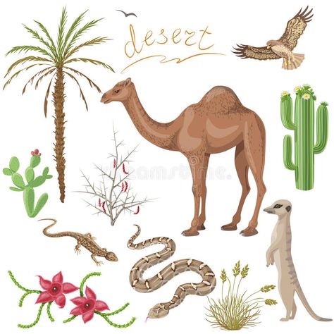 Desert plants and animals set. Set of desert plants and animals images isolated , #Ad, #animals, #set, #Desert, #plants, #Set #ad Desert Animals And Plants, Kindergarten Design, Desert Animals, Thematic Units, Animal Habitats, Biome, Plant Drawing, Desert Plants, Animal Sketches