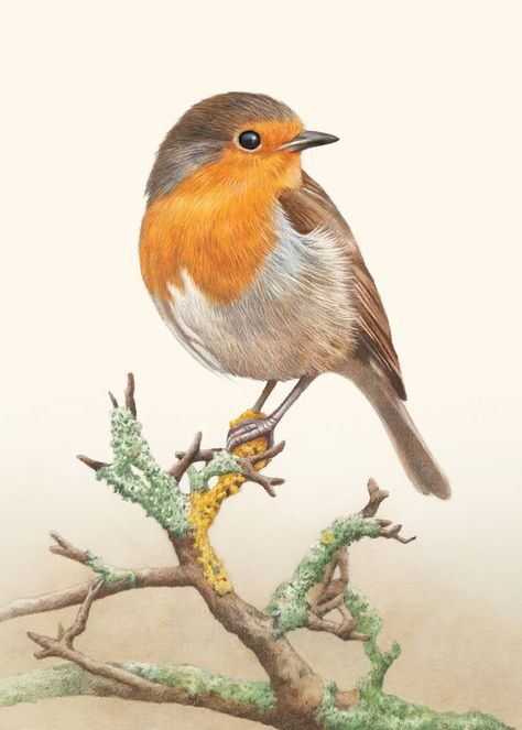 Robin Drawing, Kingfisher Art, Bird Embroidery Pattern, Potrait Painting, Bee Drawing, Robin Bird, Bird Embroidery, Bird Artwork, Bird Pictures