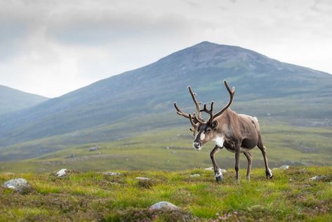 Learn how to use a mid-range telephoto lens to create incredible photos of animals within their different habitats. Habitat Photography, Female Reindeer, Female Deer, Altai Mountains, Deer Species, Interesting Animals, Nature Wildlife, Animal Facts, Wild Animals