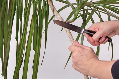 Want More Dracaenas in Your Home? How to Propagate One Like a Pro Dracaena Care, Dracena Plant, Grafting Roses, Propagate Rosemary, Propagating Hydrangeas, Sweet Potato Slips, Growing Sweet Potatoes, Rose Cuttings, Dracaena Plant