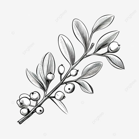 mistletoe line drawing in scandinavian style hand drawn christmas branch of mistletoe plant simple Christmas Plants Drawing, Line Drawing Christmas, Mistletoe Plant, Christmas Sketch, Christmas Doodle, Doodle Png, Christmas Branches, Drawing Christmas, Hand Drawn Christmas