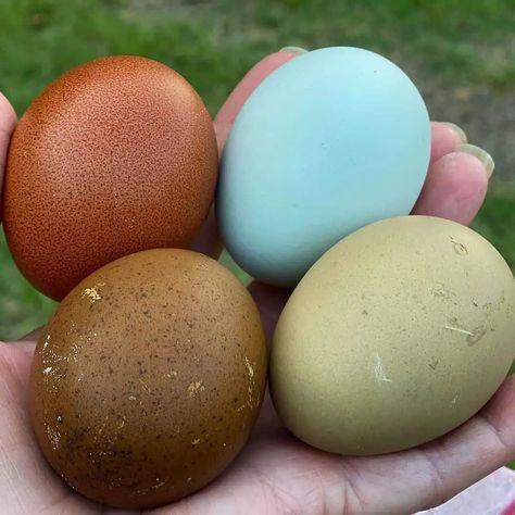 Cream Legbar Chickens Eggs, Barnvelder Chickens Eggs, Chicken Egg Collecting Ideas, Easter Egger Eggs, Colorful Chicken Eggs, Chickens That Lay Colored Eggs, Chicken Eggs Colors Chart, Americana Chickens Eggs, Barnvelder Chickens