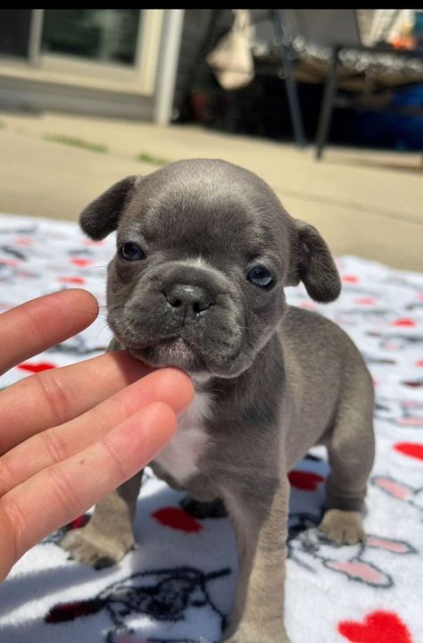 French Bulldog (Frenchie) Puppies For Sale In Michigan Cute Frenchies, Puppy For Sale, Frenchies Puppies, Puppies For Sale Near Me, French Bulldogs, Frenchie Bulldog Puppy, Frenchie Puppies For Sale, Lilac French Bulldog, French Bulldog Rescue