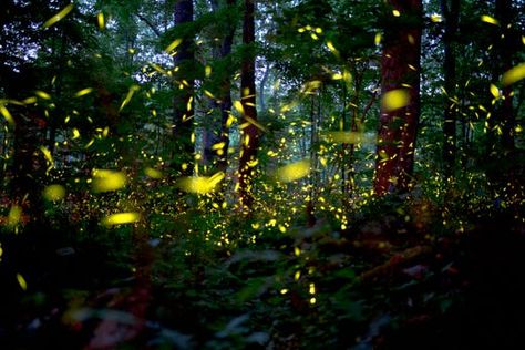 Great Smoky Mountains spectacle: Synchronous fireflies left us speechless Synchronous Fireflies, Elkmont Campground, Firefly Images, National Parks America, Pisgah National Forest, Firefly Lights, Light Pollution, Great Smoky Mountains National Park, Smoky Mountain National Park