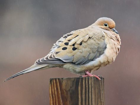 Band Tailed Pigeon, Morning Dove, White Wings, Backyard Birds, All Birds, Animals Images, Bird Species, Bird Watching, Pigeon