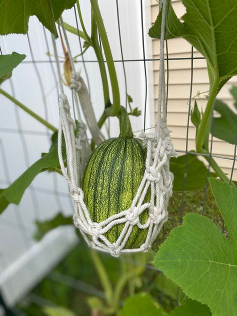 Macrame Garden Trellis, Diy Pumpkin Trellis, Macrame Trellis, Squash Support, Pumpkin Support, Trellis Squash, Allotment Design, Macrame Pumpkin, Pumpkin Trellis