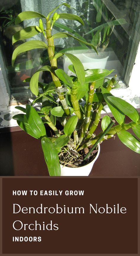 How To Easily Grow Dendrobium Nobile Orchids Indoors #dendrobium-nobile #orchids #indoor Dendrobium Orchids Care, Dendrobium Nobile, Indoor Orchids, Orchid Plant Care, Home Decor Apartment, Types Of Orchids, Growing Orchids, Dendrobium Orchids, Orchids Garden