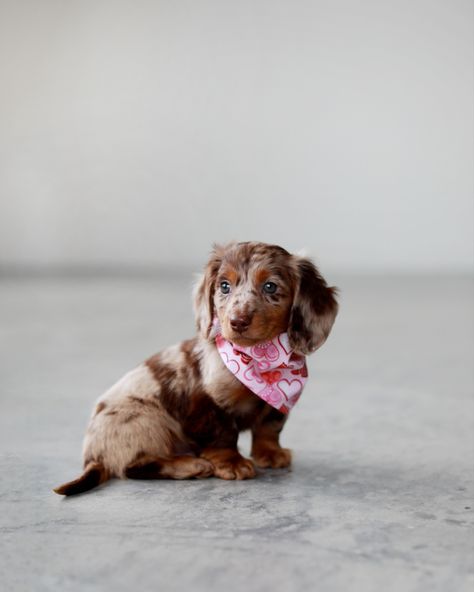 Dapple Dachshund Miniature, Big Dogs Breeds, Biggest Dog In The World, Daschund Puppies, Dapple Dachshund Puppy, Biggest Dog, Puppies Cute, Dachshund Puppy Miniature, Really Cute Puppies