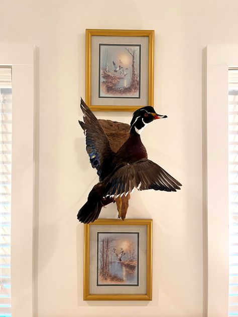 Decorating With Duck Mounts, Hunting Farmhouse Decor, Coastal Hunting Decor, Office With Animal Mounts, Hunting Chic Decor, Animal Mounts Decor, Classy Taxidermy Decor, Duck Mount Decor, Animal Mounts Living Room