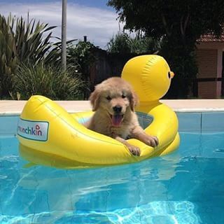 Rubber Ducky, Rubber Duck, A Dog, Golden Retriever, Floating, Pool