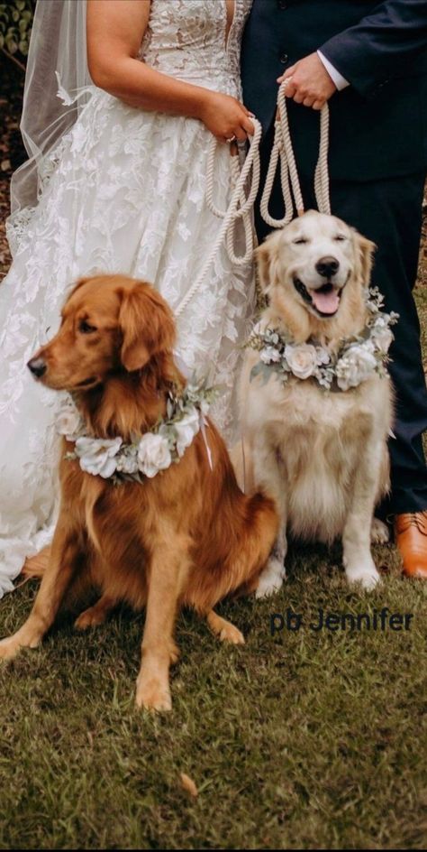 Spiral Eucalyptus, Dog Wedding Outfits, Floral Dog Collar, Cascading Bridal Bouquets, Flower Collar, Romantic Bouquet, Flower Halo, Dog Flower Collar, Seeded Eucalyptus