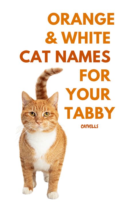 If you're looking for unique and creative names for your orange and white cat, then you've come to the right place! Catvills.com has compiled a comprehensive list of orange and white cat names, including both traditional and modern options. From old-fashioned monikers to more trendy ones, you're sure to find the perfect name for your cuddly companion. Keep reading to find out more! Orange And White Tabby Cats, Orange And White Cat Aesthetic, Pics Of Kittens, Orange Cat Names, List Of Cat Names, Tabby Cat Names, Girl Cat Names, White Tabby Cat, Orange And White Cat