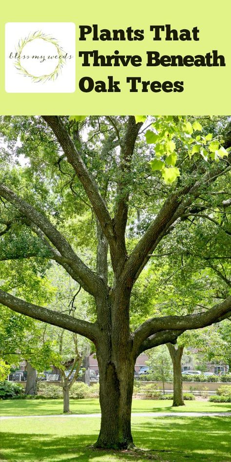 Landscaping Under Oak Trees, Oak Tree Garden, Oak Trees Landscaping, Shade Loving Plants, White Oak Tree, Shade Loving Perennials, Growing Grass, Shade Garden Plants, Shady Tree