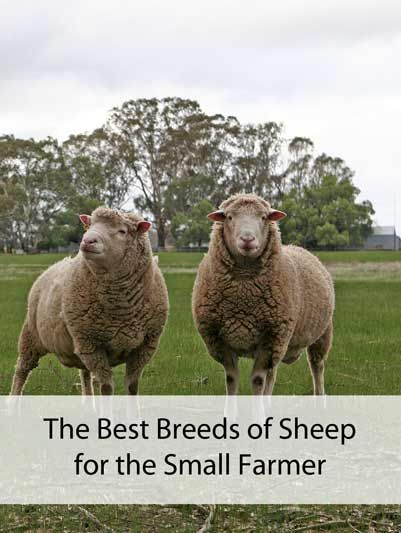 The Best Breeds of Sheep for the Small Farmer 2 East Friesian Sheep, Breeds Of Sheep, Homestead Management, Types Of Sheep, Sheep Farmer, Sheep Farming, Making Yarn, Australian Sheep, Pet Sheep