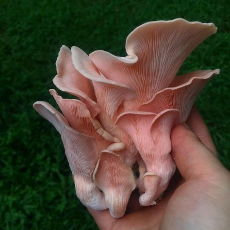 Oyster Mushroom Cultivation, Pink Oyster Mushroom, Edible Fungi, Mushroom Cultivation, Oyster Mushroom, Low Tech, Wild Mushrooms, First Second, Raised Garden