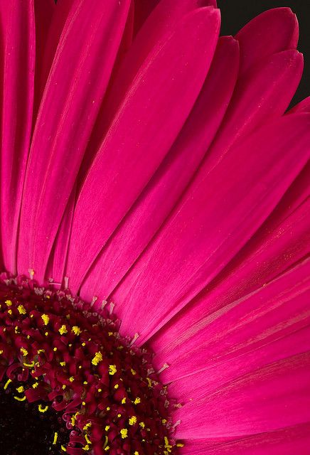 bright pink Plant Structure, Gerbera Flower, Gerber Daisy, Gerbera Daisies, Flower Close Up, Gerber Daisies, Flower Iphone Wallpaper, Gerbera Daisy, Beautiful Flowers Wallpapers