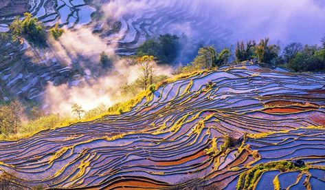 Yuanyang Rice Terraces, Yuanyang County, Honghe, Yunnan, China Yuanyang Rice Terraces, Beautiful Places In China, Yellow Mountains, China Travel Guide, Huangshan, Yunnan China, Lijiang, Art Major, Kunming