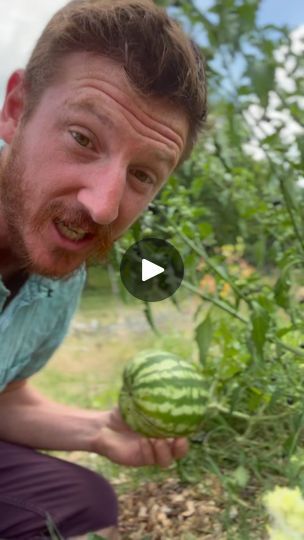 34K views · 3.6K reactions | 🍉 How to Tell When Your Watermelon is Ripe and Ready to Pick 🍉

Nothing beats the taste of a perfectly ripe watermelon fresh from the garden! Here are some key tips to help you determine when your watermelon is ready to harvest:

	1.	Check the Tendril: Look at the tendril nearest to where the watermelon attaches to the vine. If it has turned brown and dried up, that’s a strong sign your watermelon is ripe. As the fruit matures, the plant redirects its resources, causing the tendril to wither.
	2.	Surface Texture: The skin should be tough and resistant to scratching. Try lightly scratching the surface with your fingernail. If it’s difficult to scratch, your watermelon is likely ready.
	3.	Sound Test: Give your watermelon a good tap! A ripe watermelon will prod When To Pick Watermelon, Watermelon Vines, Perfect Watermelon, Ripe Watermelon, Vegtable Garden, Farm Land, Survival Gardening, Surface Textures, The Fruit