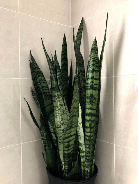 Plant Growing Tips, Plants Indoor Decoration, Snake Plant Indoor, Plants Grown In Water, Winter Flower Arrangements, Easy Indoor Plants, Sansevieria Plant, Corner Plant, Plant Benefits