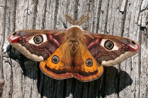 Uk Moths, Emperor Moth, Moth Fly, Colorful Moths, Cute Moth, Tiger Moth, Moth Wings, Moth Art, Moths And Butterflies