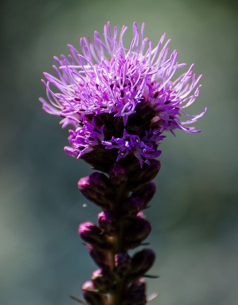 Stars, Purple, Flowers, Plants