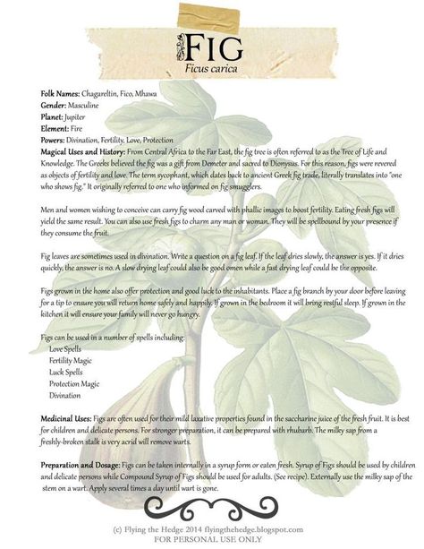 Herbarium: Fig. Magical and Medicinal uses of Figs. Free BOS page included. Sun Element, Pagan Traditions, Modern Gardens, Magickal Herbs, Witch Herbs, Planet Sun, Element Fire, Garden Container, Plant Magic