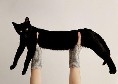 . Cuddly Cats, Photo Tricks, Black Kitties, Long Cat, Cat Obsession, Black Kitty, A Black Cat, Cat Black, Pretty Animals