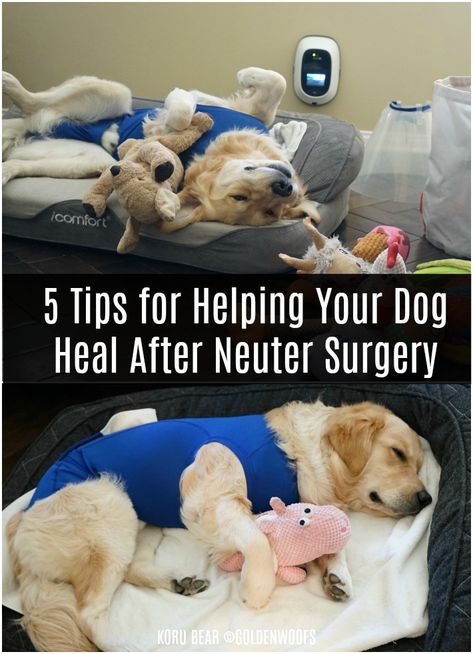 Dog Recovery From Surgery, Post Spay Care Dogs, After Spay Care Dogs, Dog Surgery Collar Diy, Dog Spay Recovery Tips, Dog Surgery Recovery Tips, After Neuter Care Dogs, Cones For Dogs, Pool Noodle Dog Cone