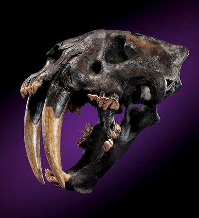 Saber Tooth Skull, Tiger Skull, Post Apocalypse, Skull And Bones, Bones, Lion Sculpture, Tattoo Designs, Statue, Art