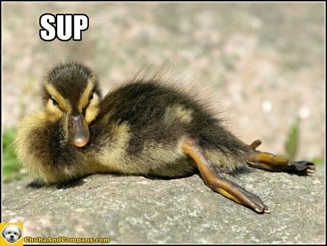 Sup baby duck Duck Memes, Fun Animals, Animal Images, Cute Animal Memes, Funny Duck, Funny Animal Photos, Baby Ducks, French Girls, Fun Fun